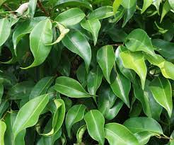 Ficus Benjamina Kinky 180mm