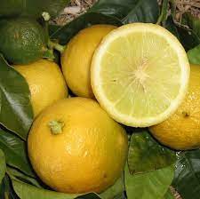 Bergamot 4lt