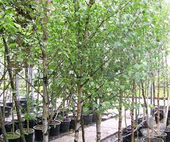 Betula Pendula Youngii 90lt