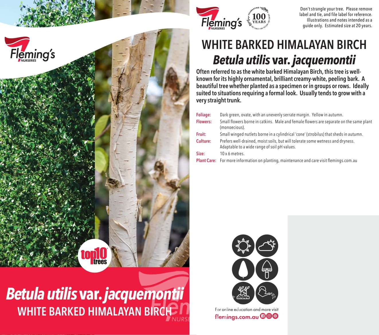Betula Utilis Jaquemontii 50lt