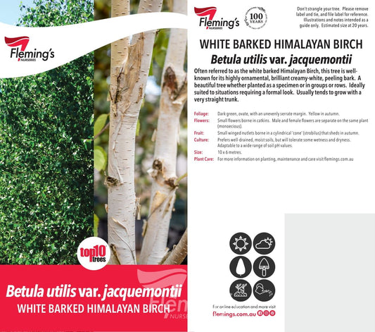 Betula Utilis Jaquemontii 50lt