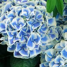 Bi Color Hydrangea Hydrangea Tea Time Hot Red 25cm – Bigga Trees