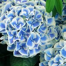 Hydrangea Tea Time Blue Bicolour 12lt