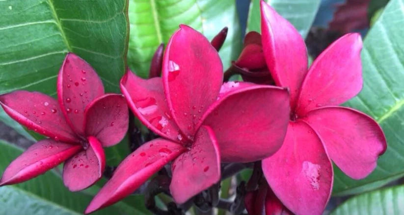 Frangipani-Varieties` – Bigga Trees