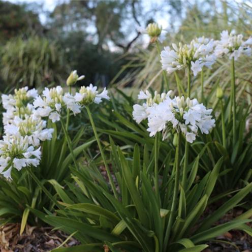 Agapanthus Bingo White 17cm