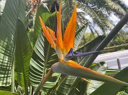 Strelitzia Reinae