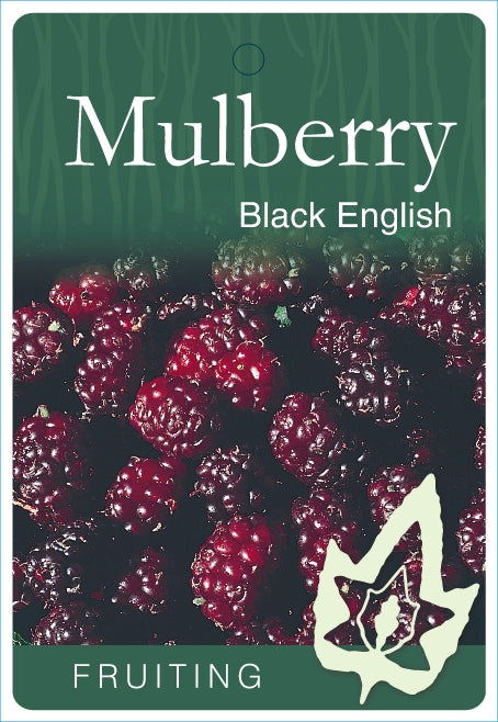 Black English mulberry bare root