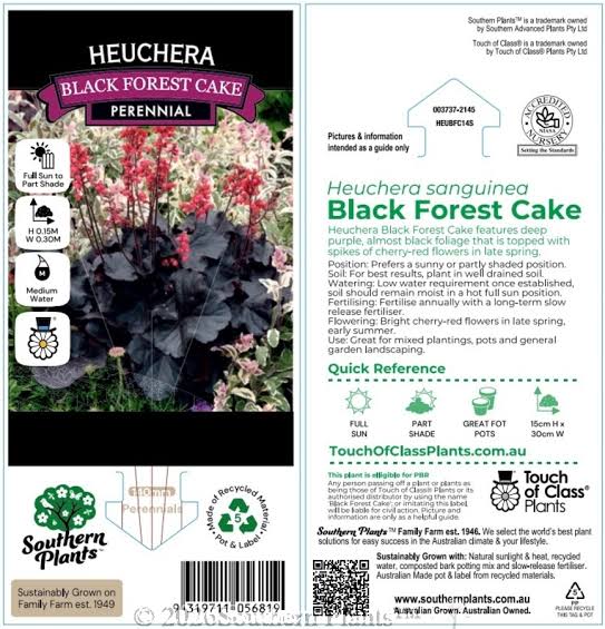 Heuchera Black Forest Cake 140mm