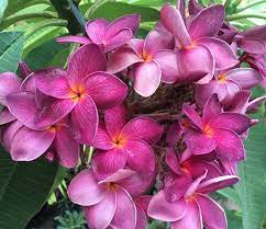 Black Purple Grafted 12lt