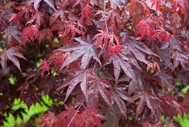 Acer Palmatum Blood Good bare root