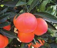 Blood Orange (semi Dwarf Tarocco Ippolito)