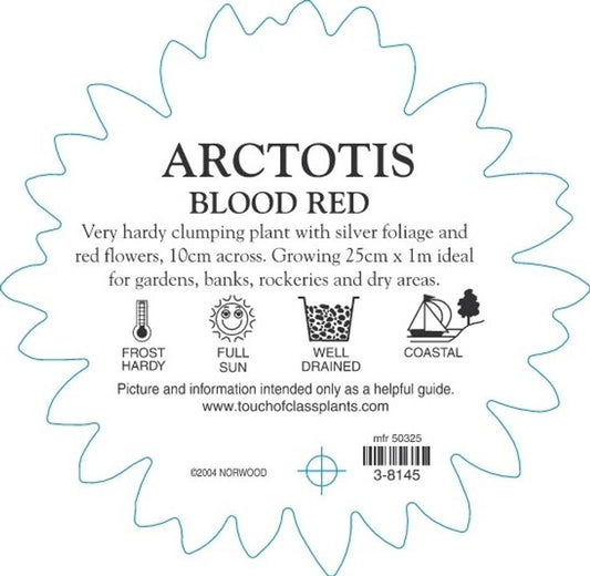 Arctotis Blood Red 140mm