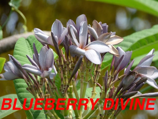 Blueberry Divine Grafted 18lt