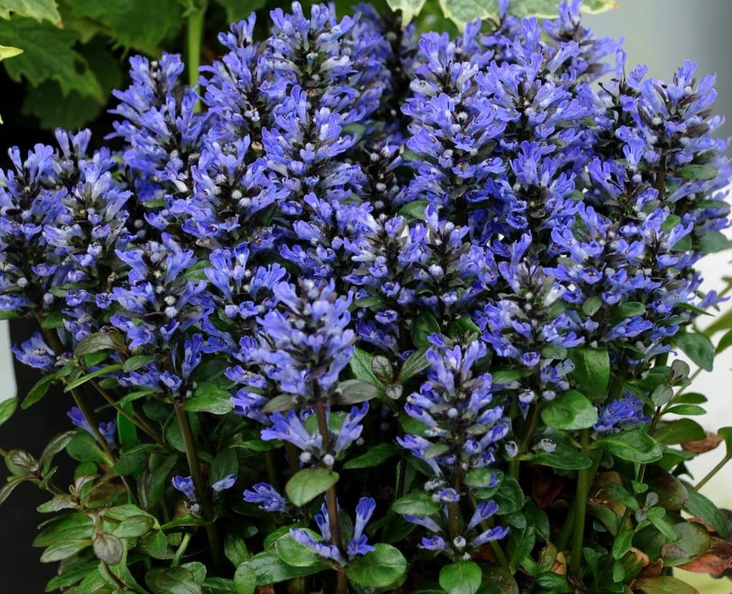 Ajuga Blueberry Muffin 17cm