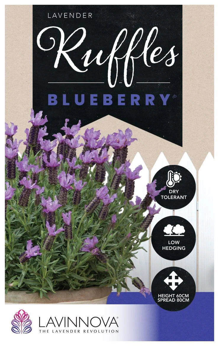 Lavandula Blueberry Ruffles 140mm