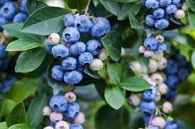 Blueberry Vitality 140ml
