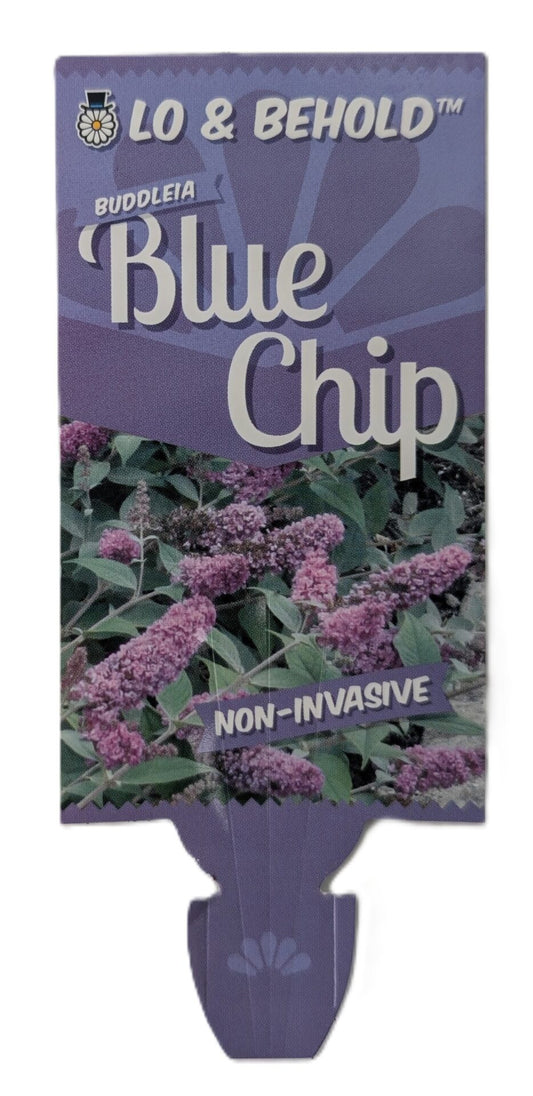 Buddliea Blue Chip 180ml