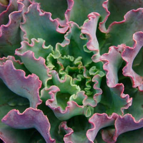 Echeveria Blue Curls 140mm