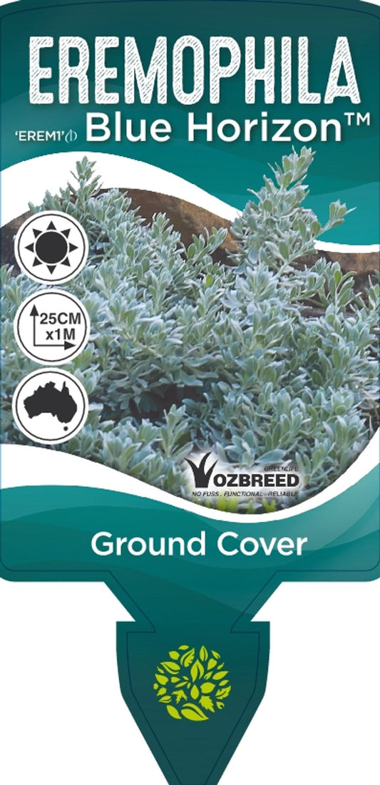 Eremophila Blue Horizon 18cm