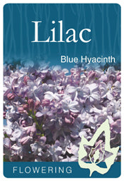 Syringa Blue Hyacinth 18lt