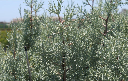 Cupressus Blue Ice 5lt