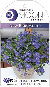 Convolvulus New Blue Moon 140mm