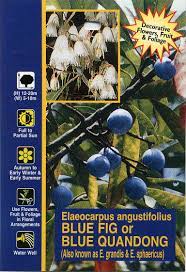 Elaeocarpus Blue Quandong 8lt