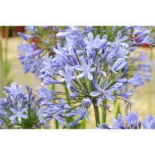 Agapanthus Blue Storm 170mm