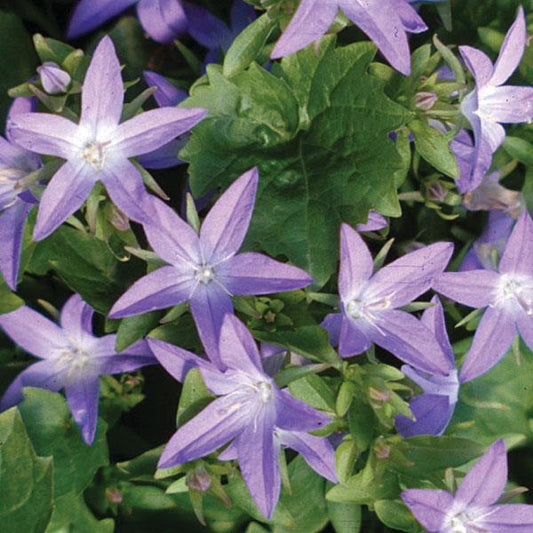 Campanula Blue Waterfall 140mm