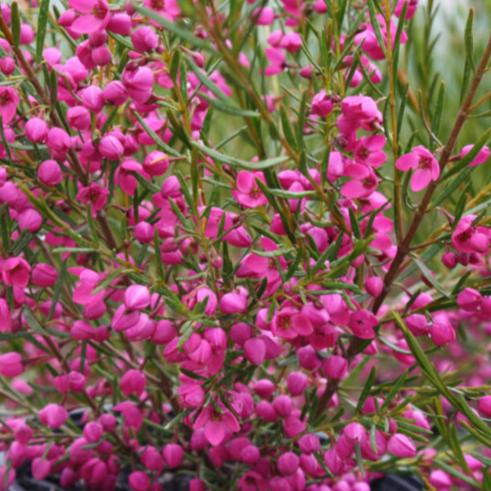 Boronia Lipstick 140mm
