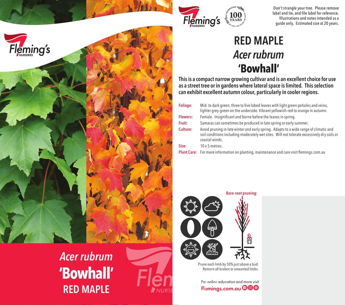 Acer Rubrum Bowhall 30lt
