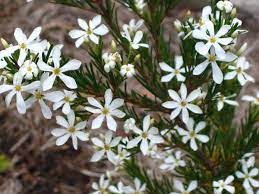 Ricinocarpus Bridal Star 14cm