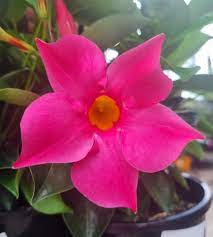 Mandevilla Bright Pink 140mm