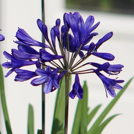 Agapanthus Brillant Blue 14cm