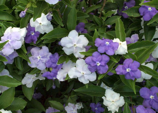 Brunfelsia Sweet Petite 17cm