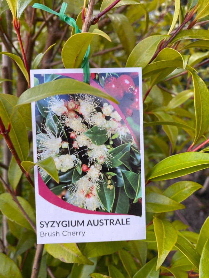 Syzygium Paniculatum Brush Cherry 50lt