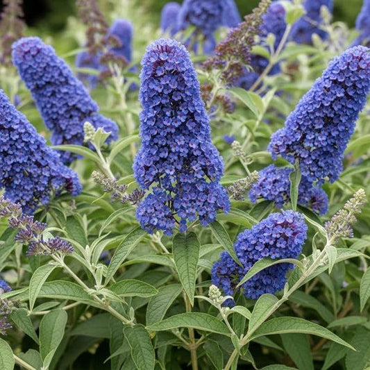 Buddleja Leah Blue 175mm