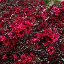 Leptospermum Burgandy Queen 180mm