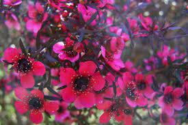 Leptospermum Burgandy Queen 12lt