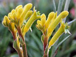 Anigozanthos Bush Bonanza 140mm