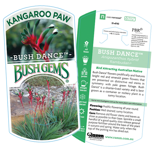 Kangaroo Paw Bush Dance 17cm