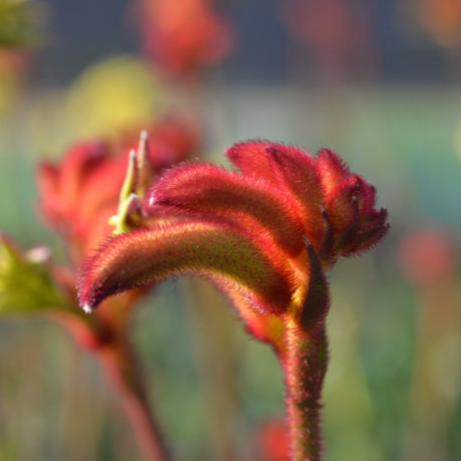 Anigozanthos Bush Flare 17cm