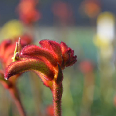 Anigozanthos Bush Flare 140mm