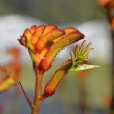 Anigozanthos Bush Glow 17cm