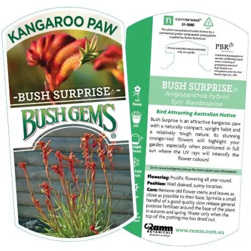 Kangaroo Paw Bush Suprise 17cm