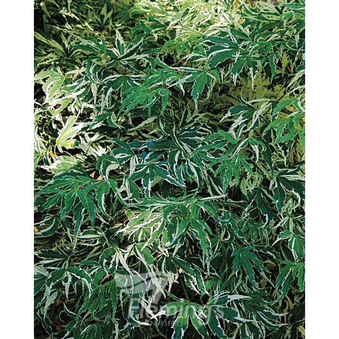 Acer Palmatum Butterfly 30lt