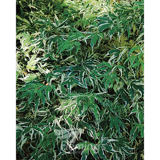 Acer Palmatum Butterfly 30lt