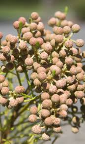 Berzelia Rubra Buttonbush Rose 140mm