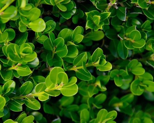 Buxus Sempervirens English Box 330mm