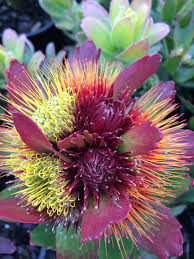 Leucospermum Calypso Red 175mm